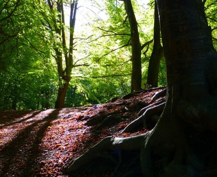 יש לי קצת פחמן בשבילך, צריך? צילום: pixabay